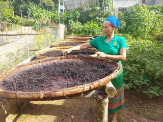 Thoát nghèo nhờ cây chè Tán Ma