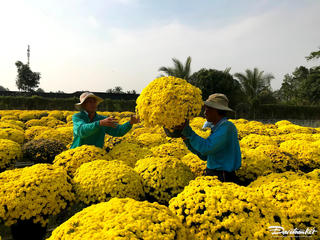 Nhà vườn miền Tây hối hả bán cúc mâm xôi sớm