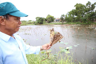 Mưa lũ lạ thường: Hàng trăm héc ta trồng sen mất mùa