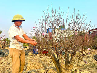 Hải Phòng: Đào cảnh khan hàng, tăng giá