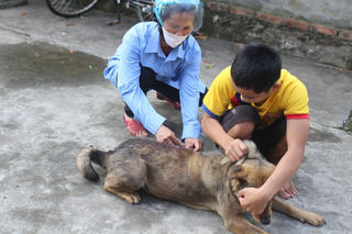 Liên tiếp trẻ nhập viện vì bị chó cắn