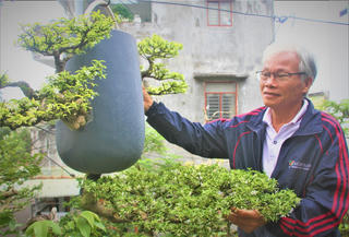 Quảng Nam: Độc đáo dàn bonsai mọc ngược được xác lập kỷ lục Việt Nam