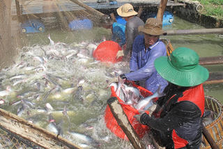 Thủy sản trúng mùa, được giá