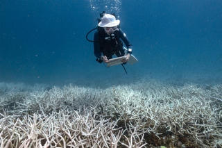 Thợ lặn trở thành nhà bảo tồn khi san hô bị tẩy trắng