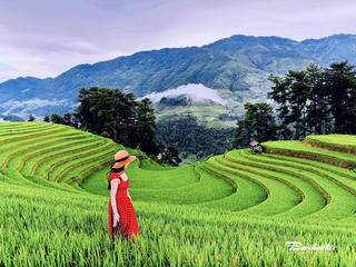 Mù Cang Chải vào mùa lúa trổ đòng