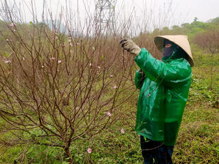 Nông dân 'thủ phủ' đào phai Hà Tĩnh phấn khởi kiếm hàng trăm triệu đồng