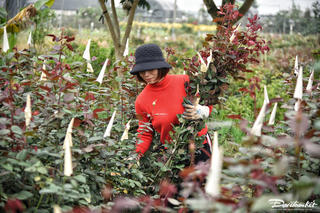 'Thủ phủ' hoa Mê Linh tất bật thu hoạch trước ngày 8/3