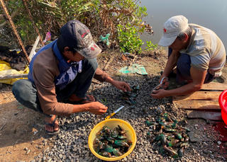 Bắt vẹm xanh trên biển Kiên Lương