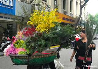 Nhịp hoa trên phố