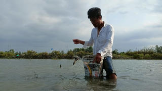 Cà Mau: Xem nông dân bẫy lưới bắt cá rô phi