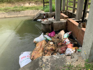 Gia Lai: Chủ tịch UBND xã, phường chịu trách nhiệm nếu để dịch tả lợn châu Phi lây lan