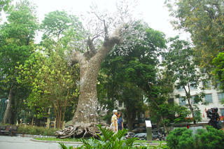 Độc đáo… “Hồi sinh”