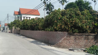 Về quê mùa nhãn chín