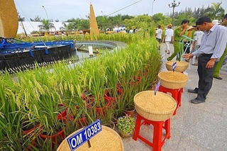 Festival Quốc tế ngành hàng lúa gạo Việt nam lần thứ I diễn ra tại Hậu Giang