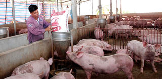 Nông dân lao đao vì thức ăn chăn nuôi giá rẻ