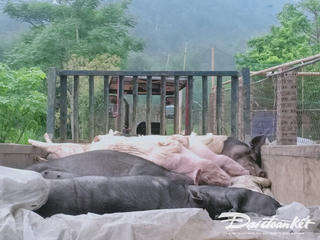 Bắc Kạn: Dịch tả lợn châu Phi lan rộng ra 38 xã