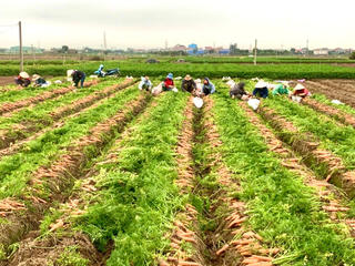 Hải Dương: Cước vận chuyển tăng cao, giá cà rốt giảm mạnh