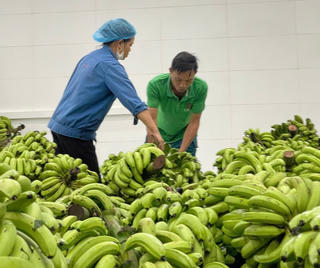 Mở rộng thị trường ngành chuối từ sản xuất xanh: Tăng sức cạnh tranh