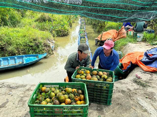 Cam miền Tây vào vụ, giá không quá 4.000 đồng/kg