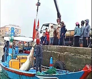 Quảng Ngãi: Ngư dân Lý Sơn câu được cá nhám nặng hơn 200 kg