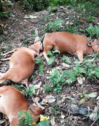 Quảng Nam: Sét đánh chết 5 con bò của một hộ dân 