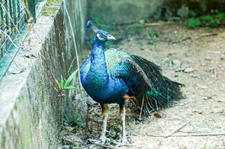 Ngắm những động vật quý hiếm nằm trong Sách đỏ tại Phong Nha - Kẻ Bàng