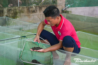 Hai anh em về quê nuôi ốc, thu tiền tỷ từ vùng đất hoang