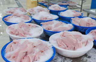 Cơ hội tăng trưởng xuất khẩu cá tra