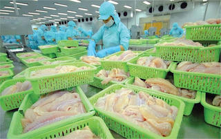 Tín hiệu vui từ cá tra