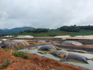 Xử phạt 150 triệu đồng trại lợn xả thải ra môi trường