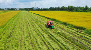 Lời giải cho bài toán tiêu thụ lúa chất lượng cao