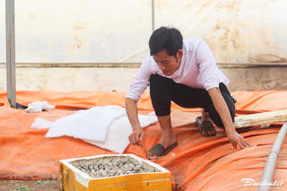 Nuôi ốc nhồi, người đàn ông kiếm hơn nửa tỷ đồng/năm