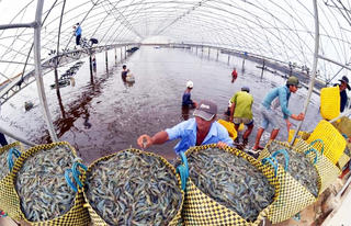 Giá giảm sâu, người nuôi tôm gặp khó