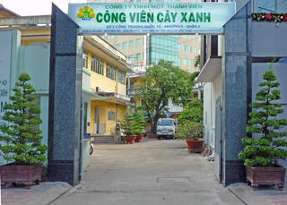 Nhiều bất cập trong quản lý cây xanh đô thị