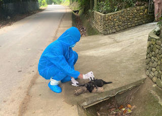 TP Đà Nẵng: Sức khỏe 5 người bị chó dại cắn đã ổn định