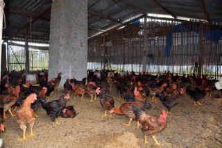 Xây dựng vùng an toàn dịch bệnh: Mở lối xuất khẩu sản phẩm chăn nuôi