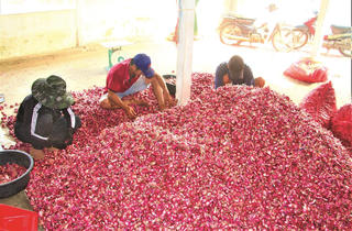 Được mùa hành tím