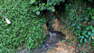 Hà Tĩnh: Điều tra về nguồn nước màu đen, bốc mùi nghi xả ra từ trang trại lợn