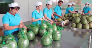 Vì sao trái cây vào Mỹ chậm lại?