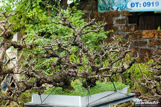 Hà Nội: Đào thất thốn giá chục triệu 'ngủ' phòng điều hòa chờ đón Tết