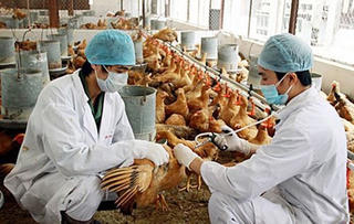 TP HCM: Các cửa khẩu tăng cường giám sát, kiểm dịch cúm gia cầm H5N1