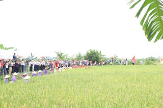 Hải Dương: Độc đáo Lễ hội lúa rươi hữu cơ Tứ Kỳ năm 2024