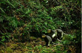 Huế: Thành lập khu dự trữ thiên nhiên nhằm bảo tồn các loài động vật quý hiếm