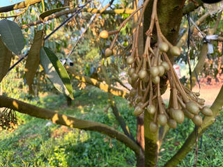 Agribank - người đồng hành tin cậy của nông dân Kon Tum