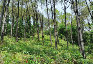 Quảng Nam: Khẩn trương điều tra vụ ‘Rừng thông bị đầu độc bằng hóa chất’