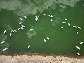 Cá chết nổi trên hồ trung tâm ở Hà Tĩnh