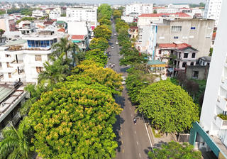 Hoa điệp vàng khoe sắc trên đường phố Huế