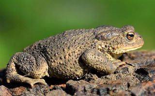 Gia Lai: 9 trẻ bị ngộ độc nghi do ăn thịt, trứng cóc