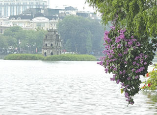 Miên man phố tím