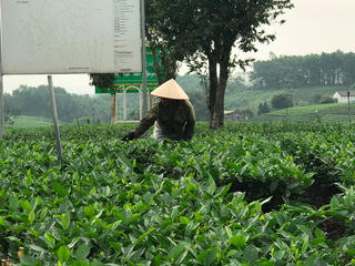 Thúc đẩy xây dựng thương hiệu chè xuất khẩu